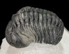 Pedinopariops Trilobite - Mrakib, Morocco #54406-2